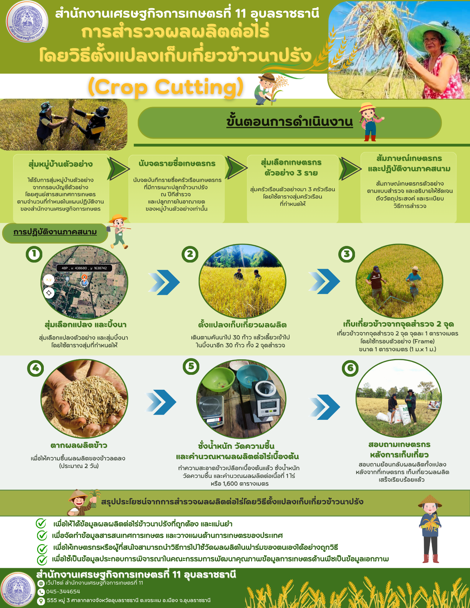การสำรวจผลผลิตต่อไร่ โดยวิธีตั้งแปลงเก็บเกี่ยวข้าวนาปรัง (Crop Cutting)